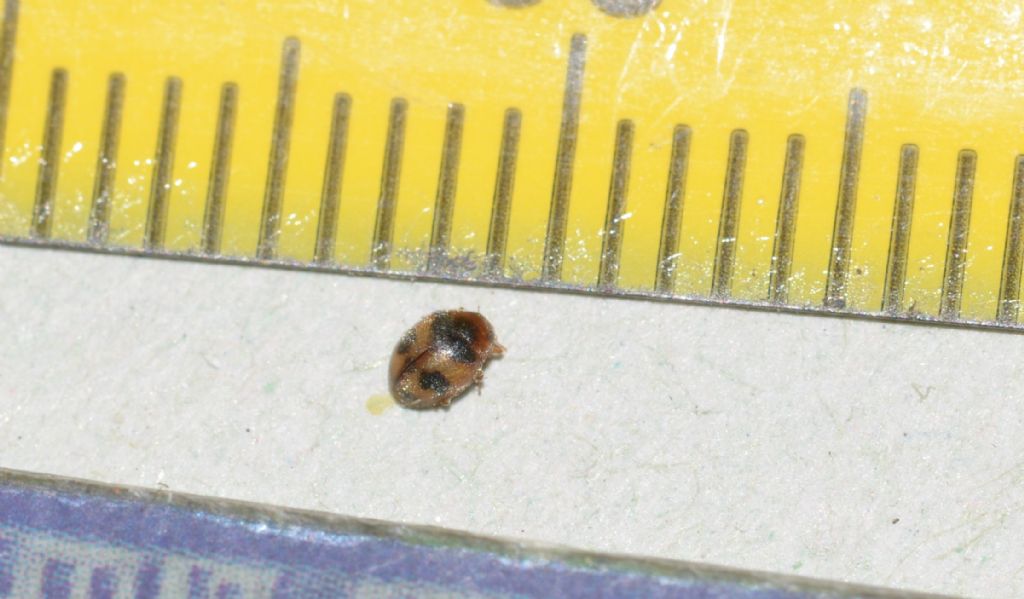 Coccinella: cfr. Nephus kiesenwetteri